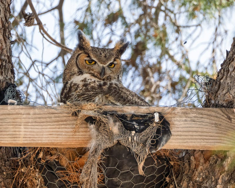 20260331-TucsonOwl-36-Edit.jpg