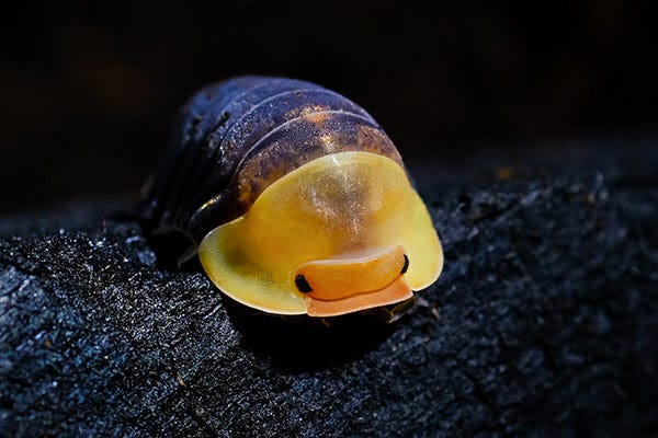 A woodlouse with a yellow head and black body is peering at the camera. Its colour and rounded carapace with an upturned rim make its face resemble the head of a yellow rubber duck. A woodlouse with a yellow head and black body is peering at the camera. Its colour and rounded carapace with an upturned rim make its face resemble the head of a yellow rubber duck.