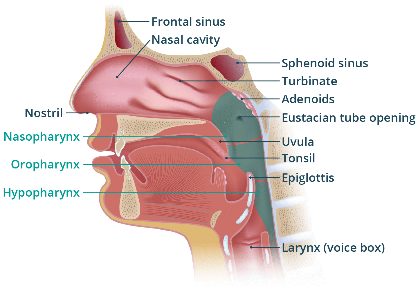 Nose and throat | healthdirect Nose and throat | healthdirect