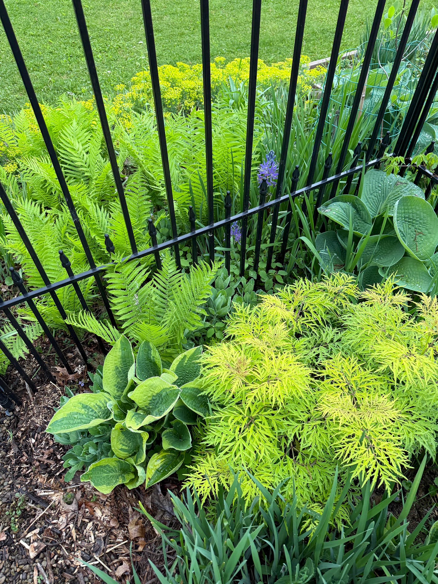 Another golden-leaved addition: elderberry