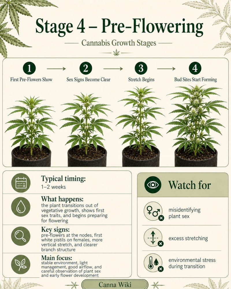Cannabis Growth Stages: Seed to Harvest Guide | Cannapot Cannabis Growth Stages: Seed to Harvest Guide | Cannapot
