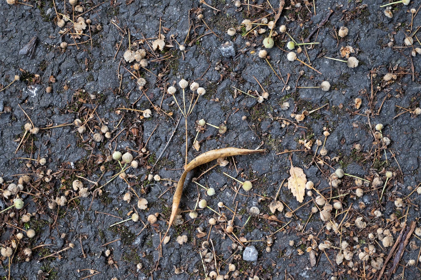 lime tree seeds