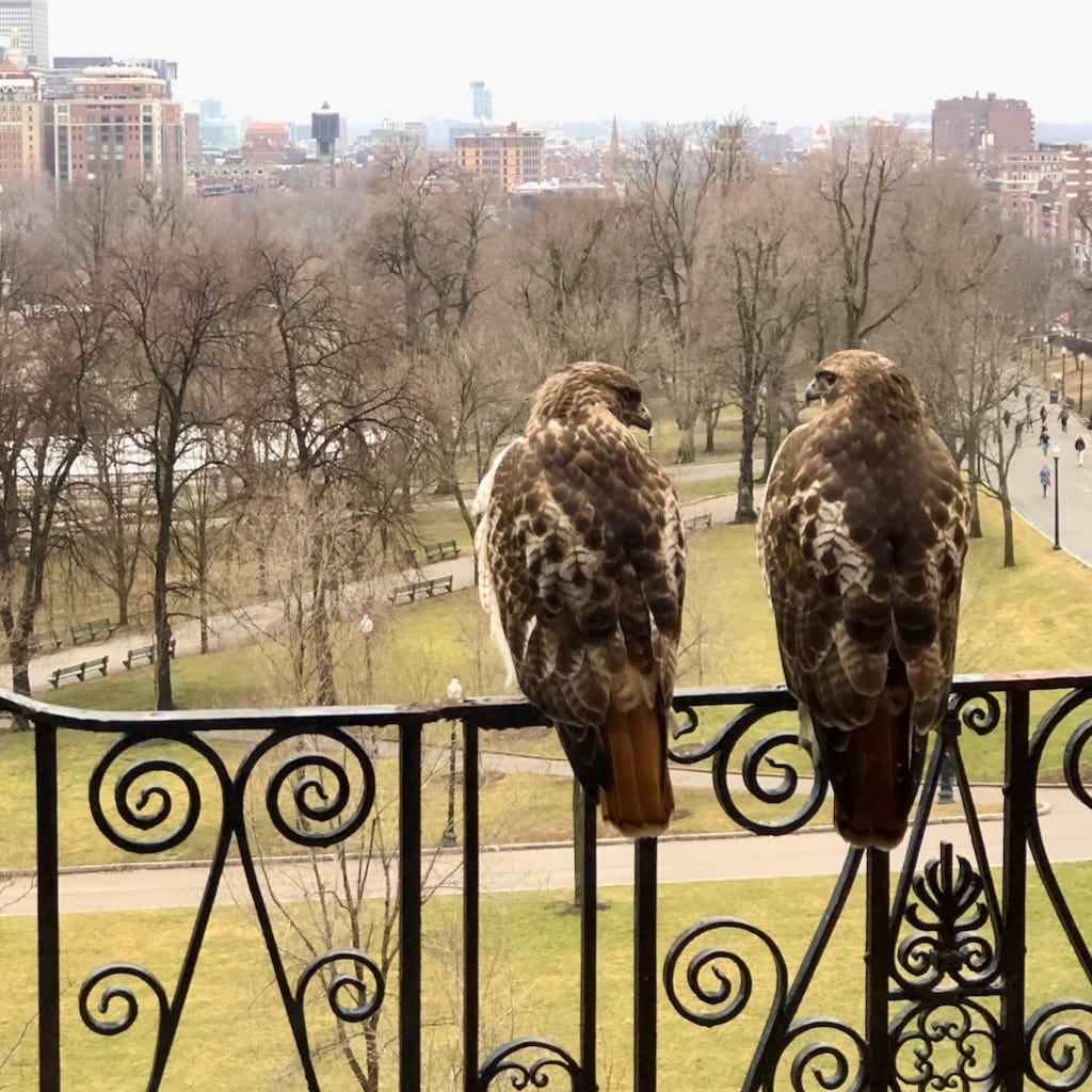 Red-Tails on the Fire Escape