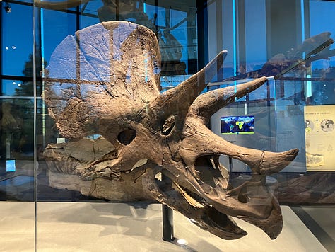 Paddling with ducks on Union Lake and visiting the dinosaurs at UW Burke Museum