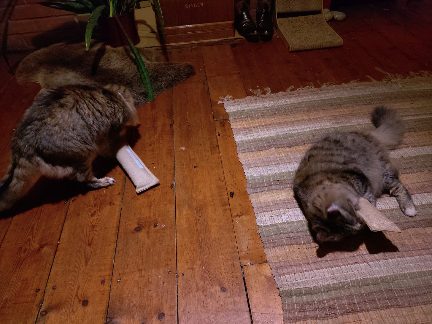 Milly and Rosie playing seperately with two scratching toys