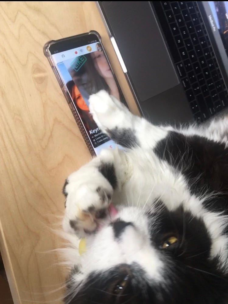 photo of a suave looking cat licking its paw while swiping with the other paw on the dating app tinder