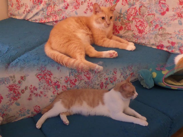 Cat Cafe Ebisu Cat Cafe Ebisu