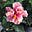 Kathleen Sawchuk's avatar
