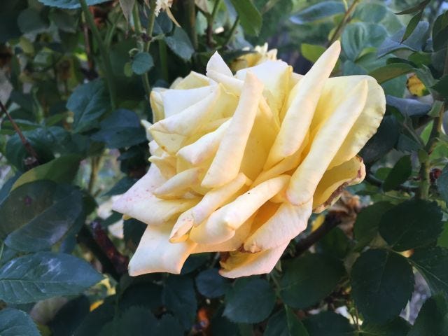 A yellow rose with leaves and stems in the background.