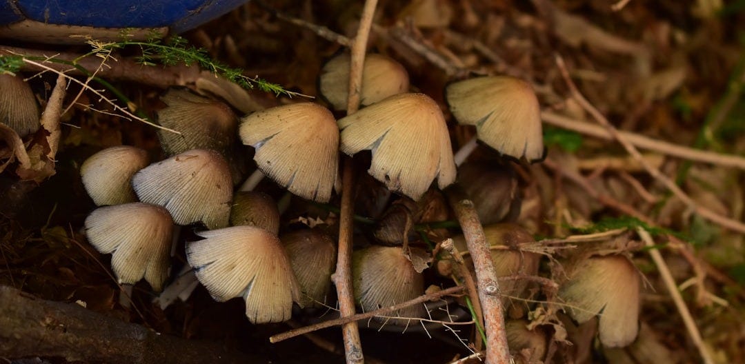 a bunch of mushrooms that are on the ground