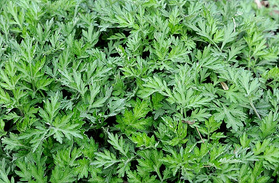 Innovative Ingredient: Mugwort