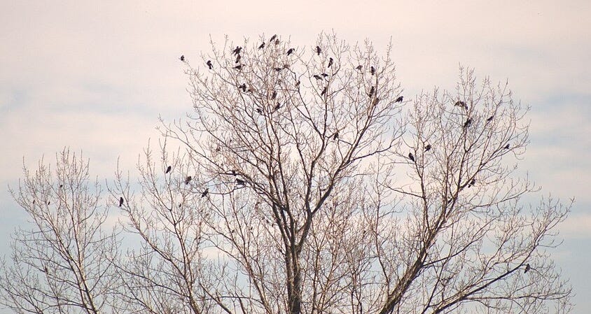 File:Hooded Crows Tree (58937610).jpeg