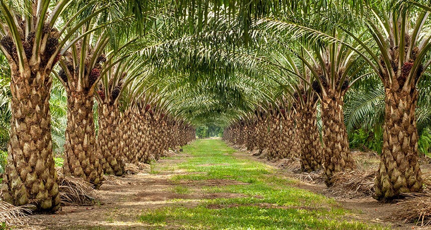 oil palm plantation