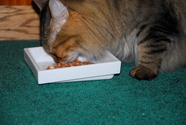Chase_Raw_Food_Cat_Stops_Eating Chase_Raw_Food_Cat_Stops_Eating