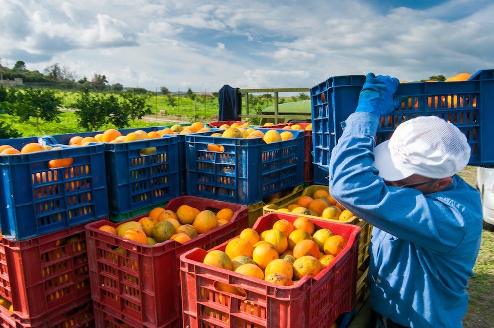 For lots of reasons, Florida's citrus industry says it's 'pretty close to a  cliff' | Orlando Area News | Orlando | Orlando Weekly