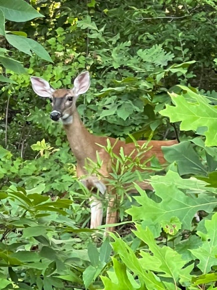 A deer in the woods

Description automatically generated