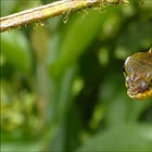 Snakes and Caterpillars