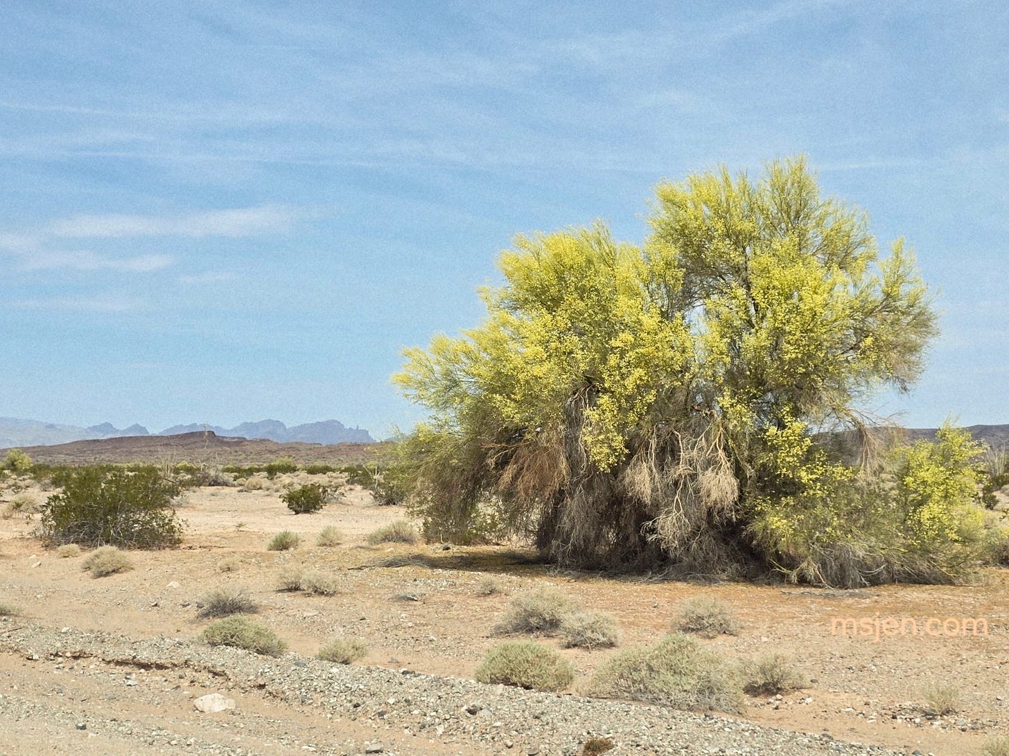 Photo of a desert landscape with a large Palo Verde trees in full bloom with pale yellow flowers. Slightly cloudy sky and pinnacle peak in the far background.  Photo taken by Jenifer Hanen, msjen.com,  on Sunday  March 29, 2026 outside of Parker. AZ.