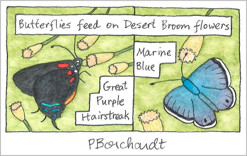 Butterflies, detail from Tucson Yard Journal ~ October (pen & watercolor)