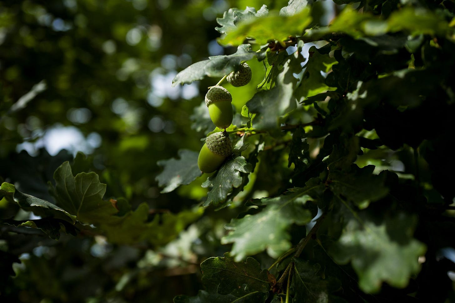 A close up of a few acorns in a tree.