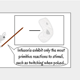 Infusoria