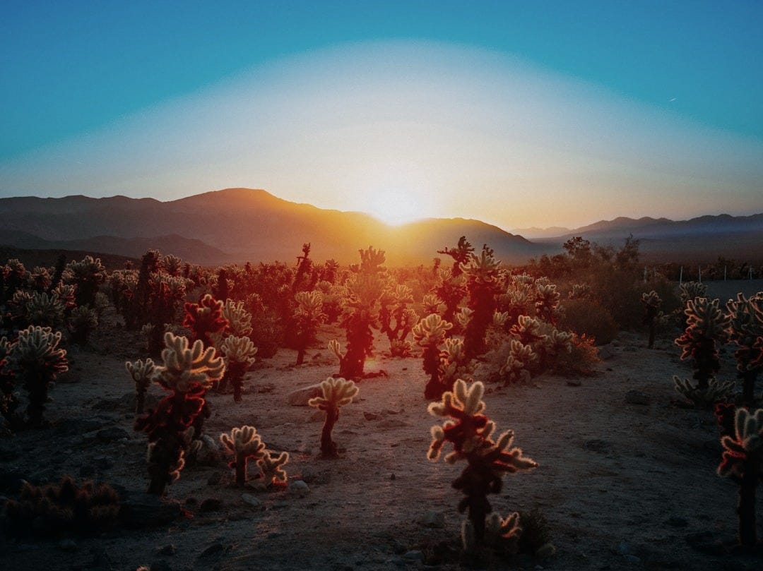 the sun is setting over a desert with cacti
