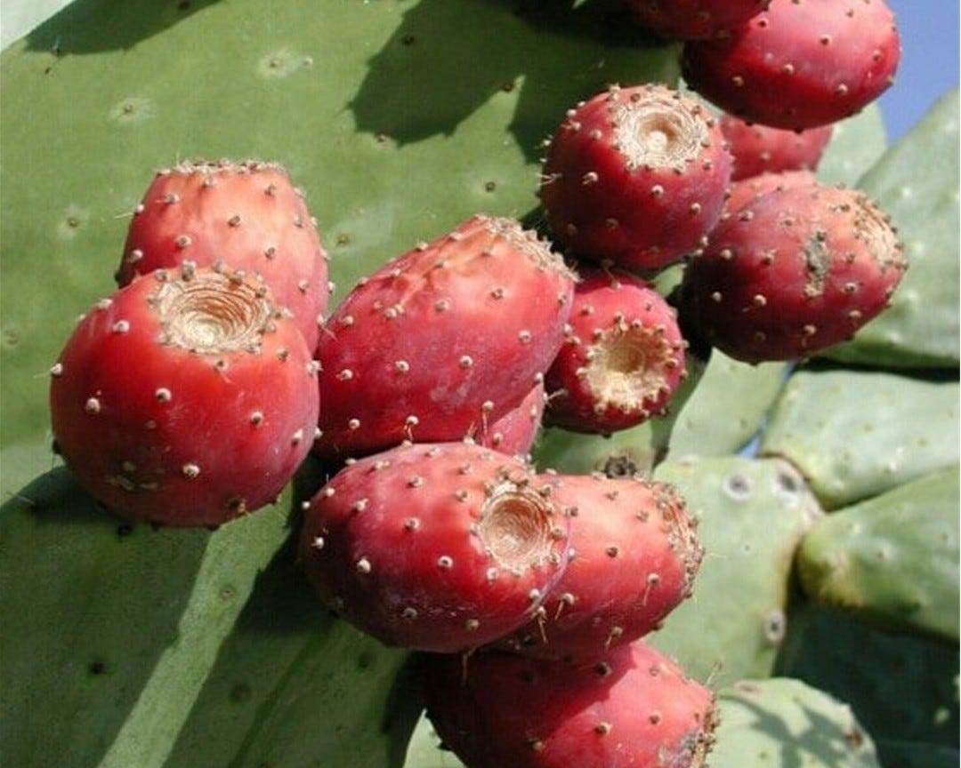 Stack Insect DROUGHT TOLERANT EDIBLES FOR THE FUTURE (4) - by Joe Seals