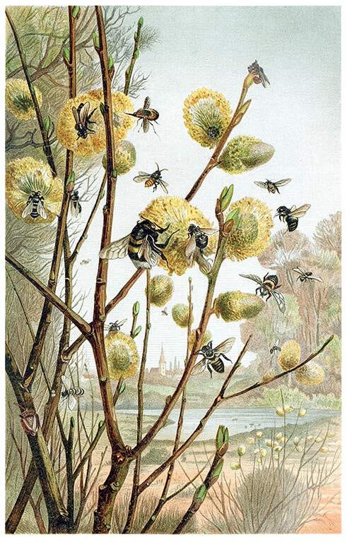 Illustration of Bees Pollinating a Flowering Yellow Tree Illustration of Bees Pollinating a Flowering Yellow Tree