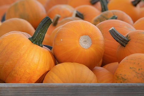 Photos of pumpkin varities for making risotto - Sugar Pie Pumpkin, Butternut Squash, Kabocha Pumpkin, Delicata Squash, Cinderella Pumpkin