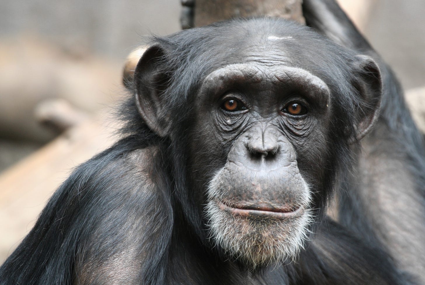 Naked as a hairy chimp