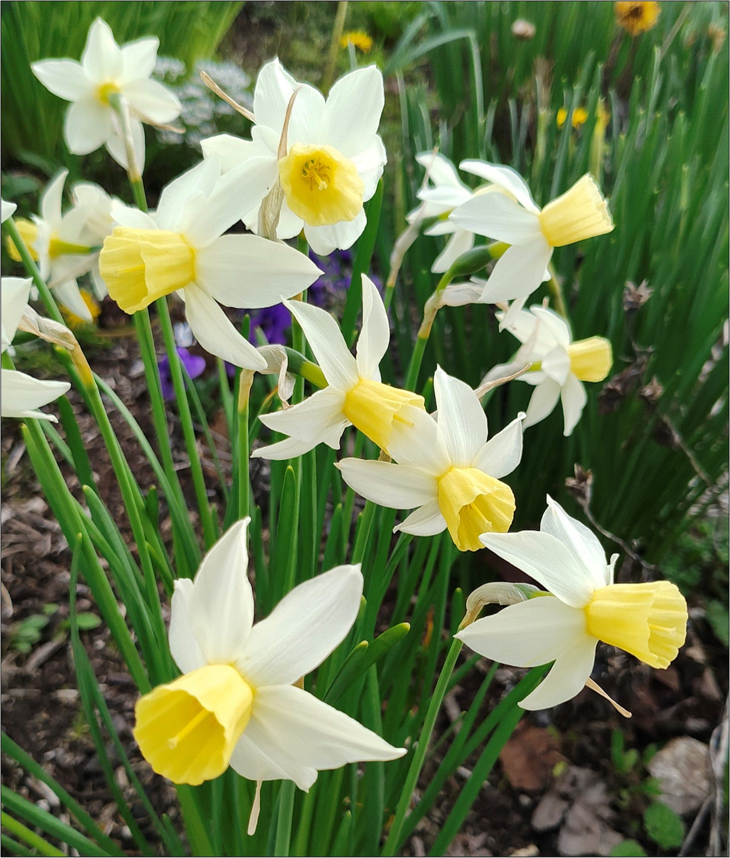 Daffodils getting an early start.