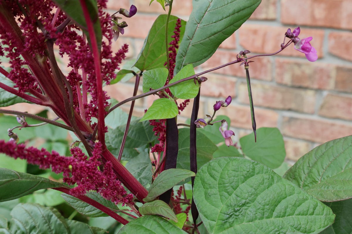 amaranth and bean plants amaranth and bean plants