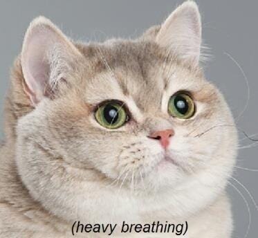 Heavy Breathing Cat Blank Meme Template - Imgflip Heavy Breathing Cat Blank Meme Template - Imgflip