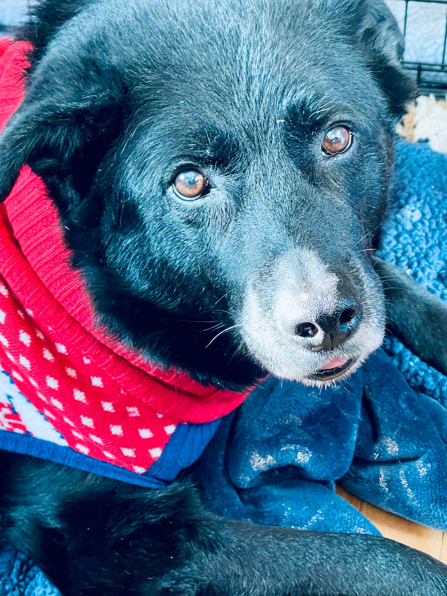 dog in a sweater