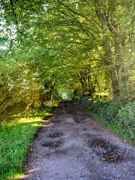 Dartmoor lane, Welsh hillside, pine forest path