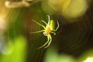 A ‘cucumber green spider’