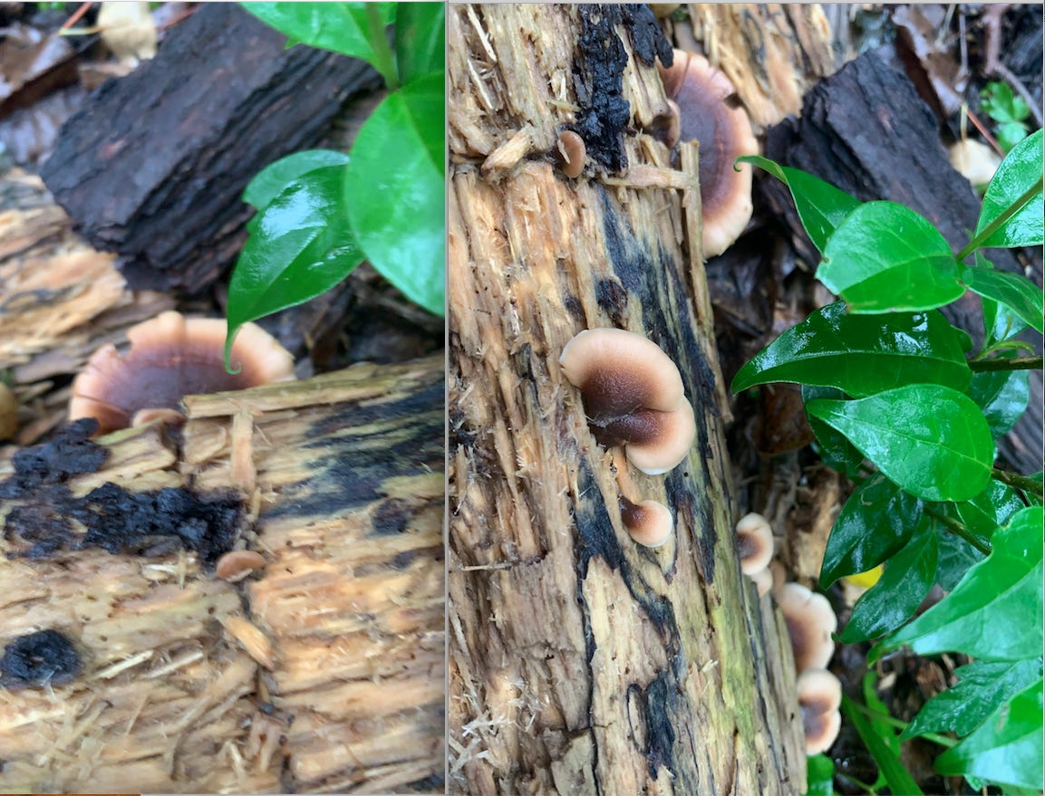 Desperately Seeking Fungi - by Chuck Eddy - Poplar Mucilage