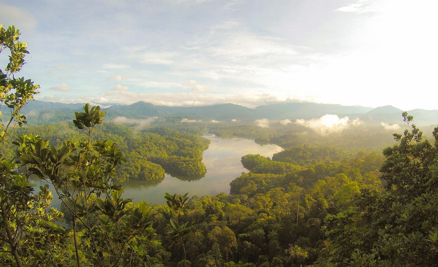A stunning rainforest with a river running through it