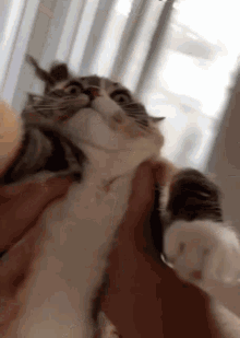 Cat Spinning GIF Cat Spinning GIF