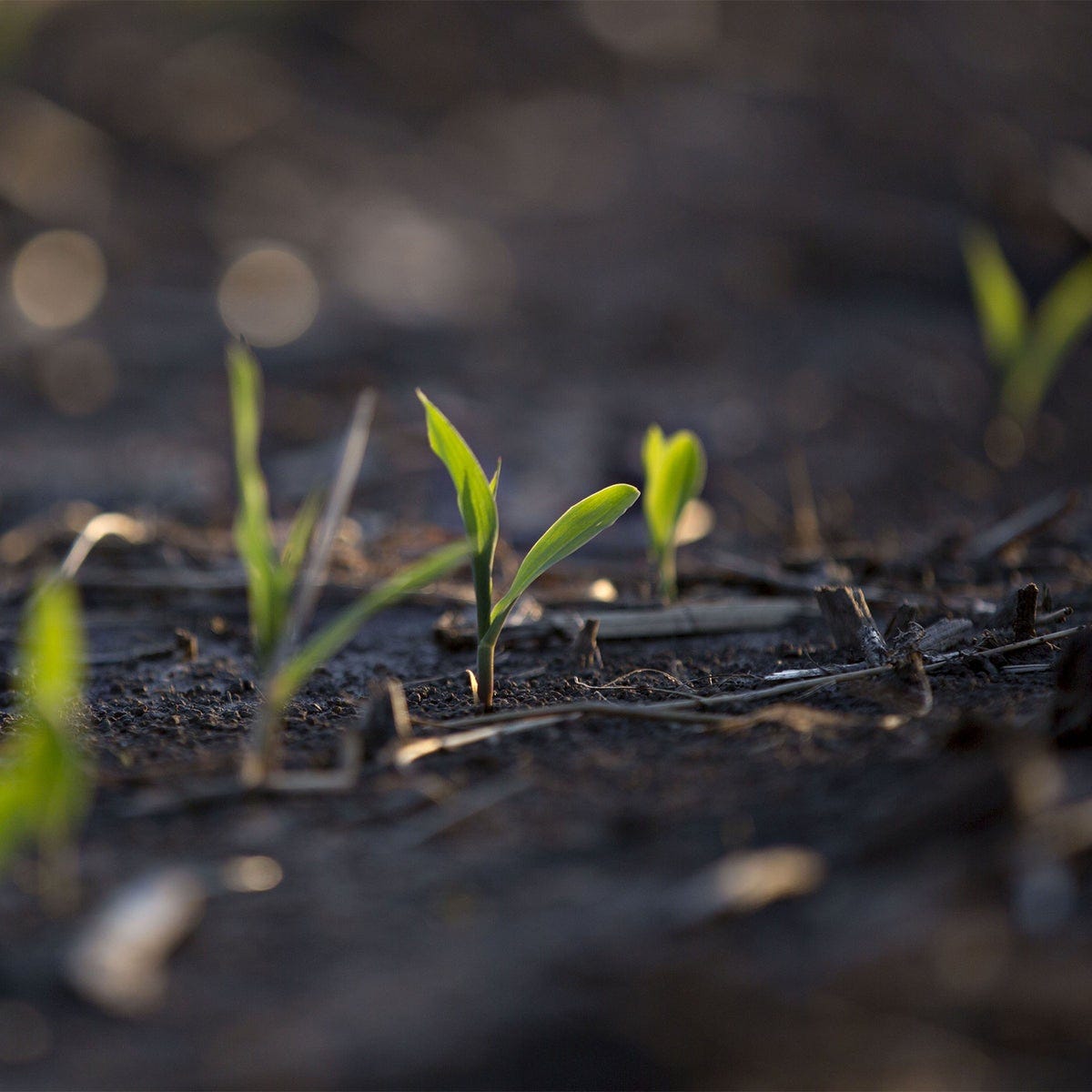 Climate change making it harder to produce viable seeds, scientists say | The Independent | The Independent Climate change making it harder to produce viable seeds, scientists say | The Independent | The Independent