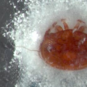 Une nouvelle approche pour lutter contre Varroa destructor