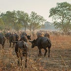 Anthropology.net
