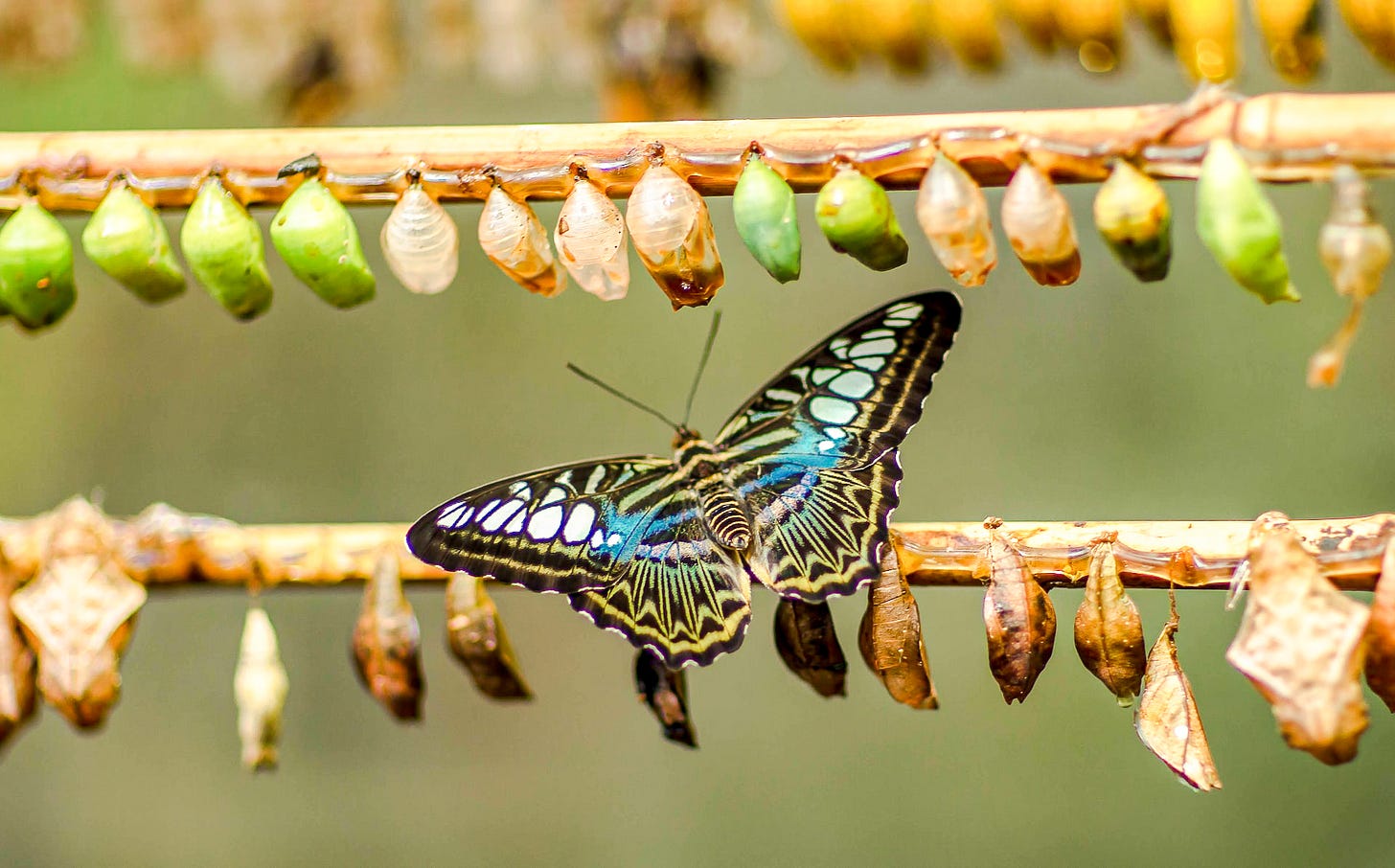 Black butterfly with yellow and blue markings flies over a branch containing dozens of hanging cocoons Black butterfly with yellow and blue markings flies over a branch containing dozens of hanging cocoons