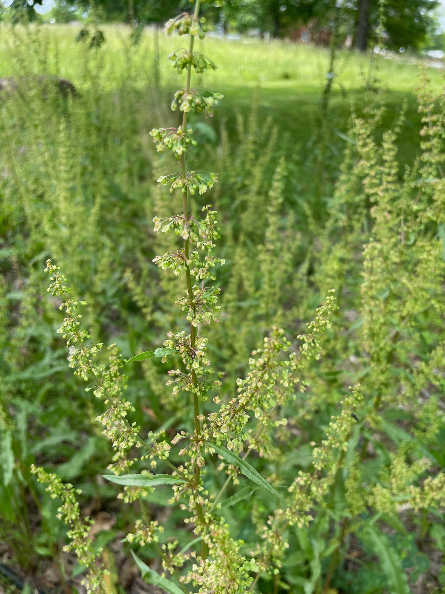 tiny wind pollinated flowers of R. crispus 