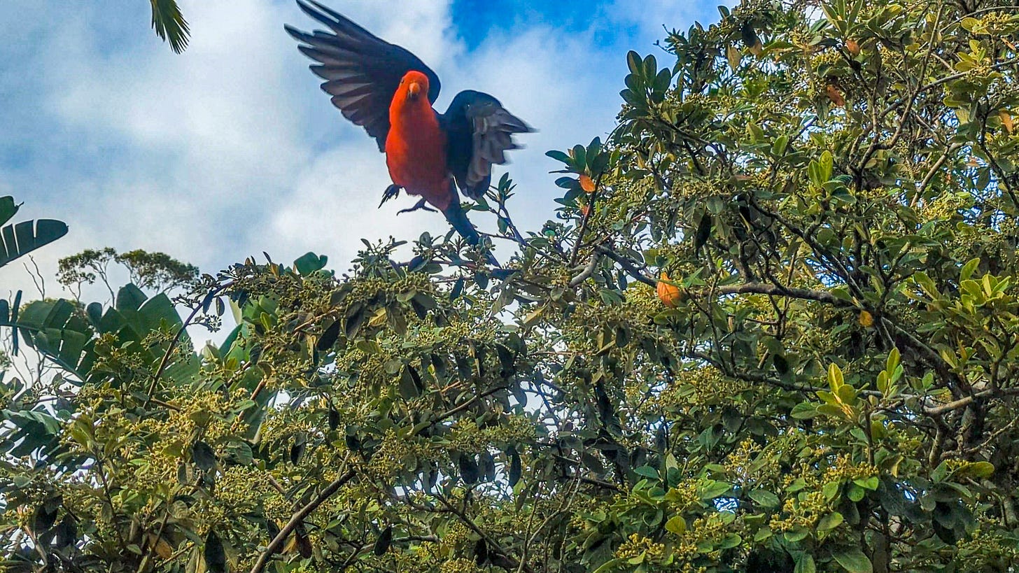 An Australian King Parrt taking flight from a tree. 