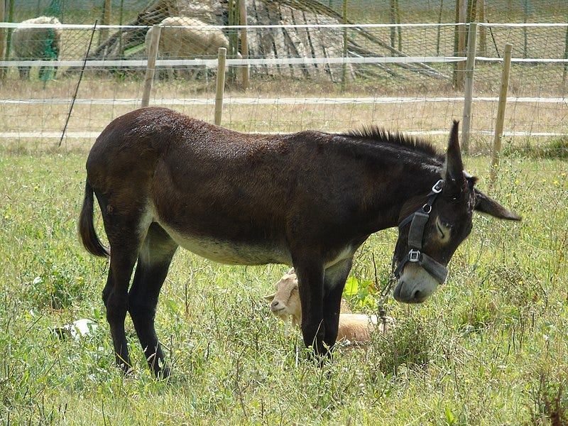 File:Equus africanus asinus.005 - Arteixo.jpg