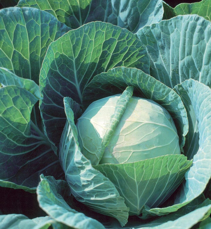 The Ultimate Cabbage Grow Guide - by Bailey Van Tassel
