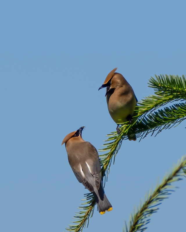 20250610-SJI3-1044-Edit.jpg 20250610-SJI3-1044-Edit.jpg