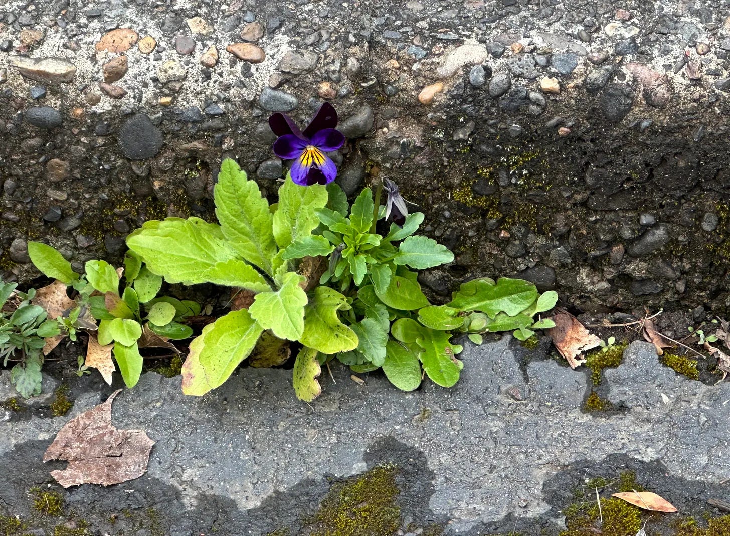 ccf1878e-b1f1-42c0-a9d2-093e56d05c2d_3401x2496.jpeg.webp