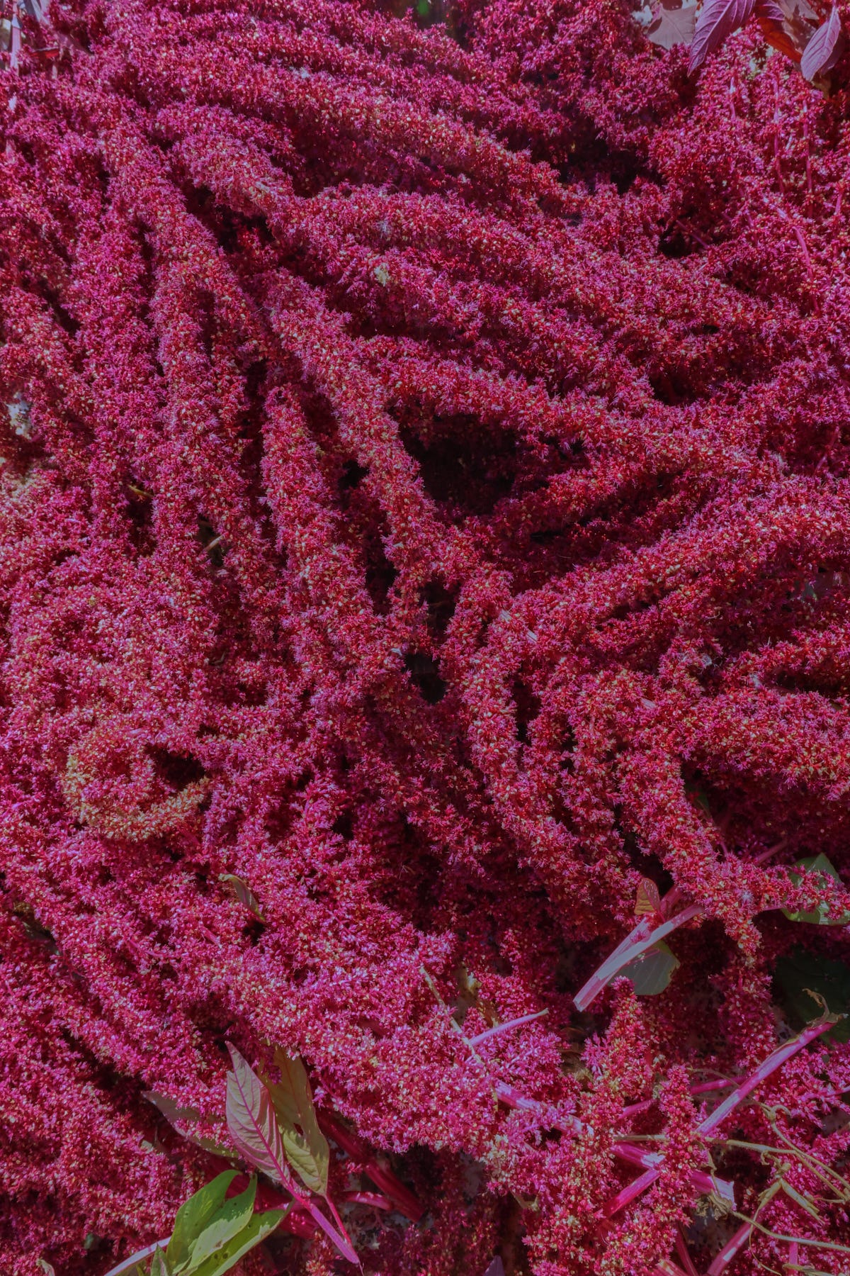 amaranth flowers amaranth flowers